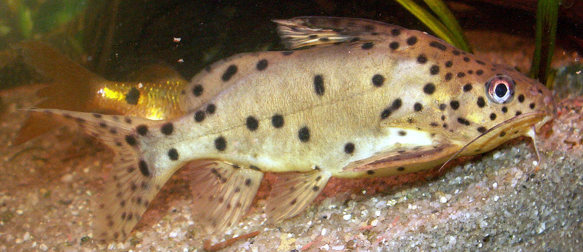 Synodontis