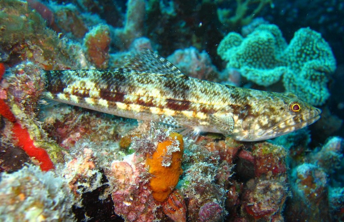 Aulopiformes