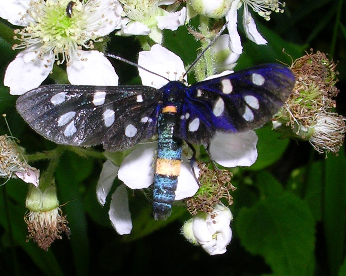 Amata (papillon)