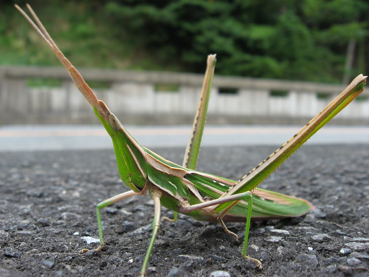 Orthoptera (classification phylogénétique)