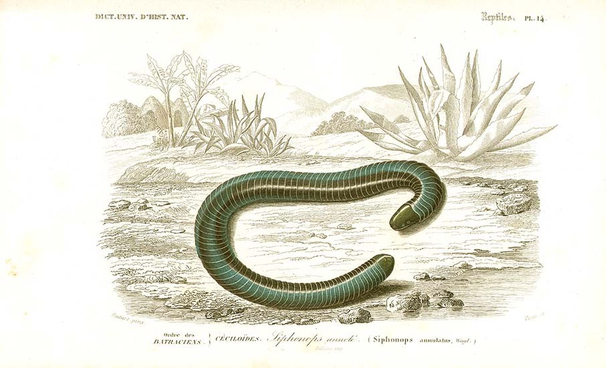 Syphonops annulatus