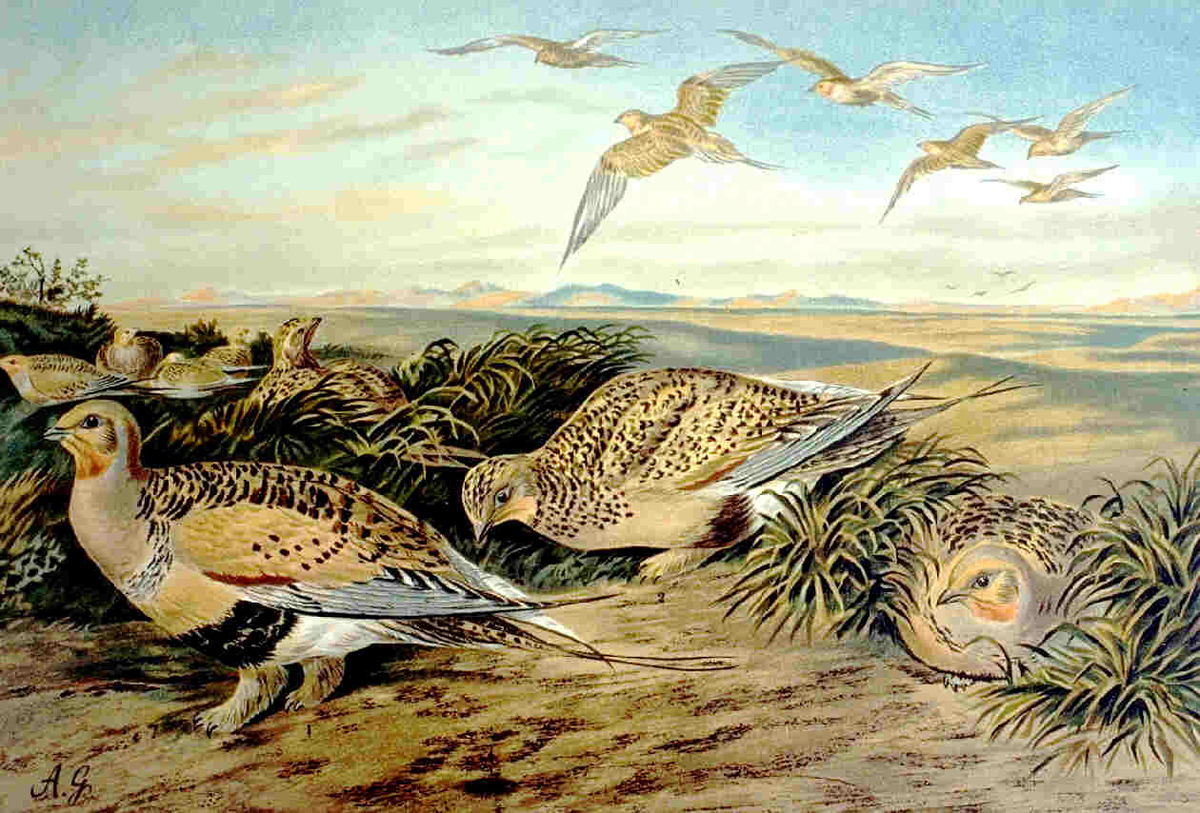 Pteroclidiformes