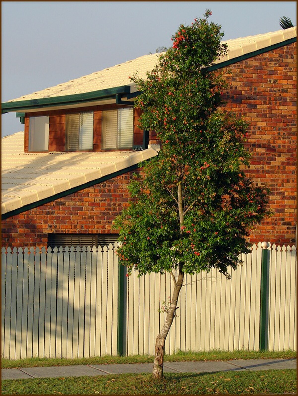 Syzygium luehmannii