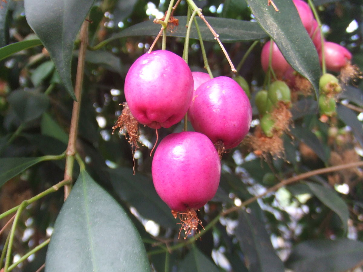Syzygium