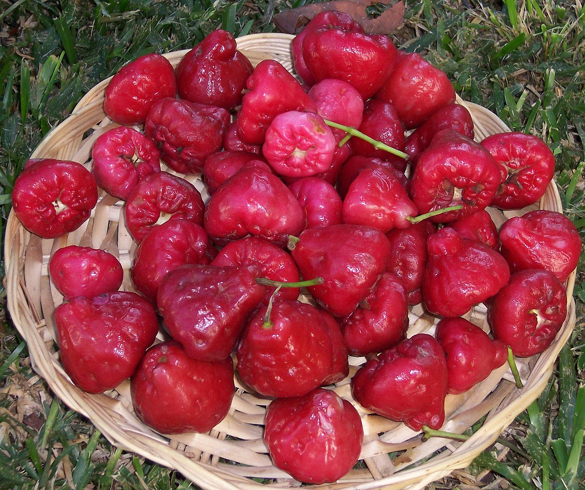 Fruits du jamalac dans un panier