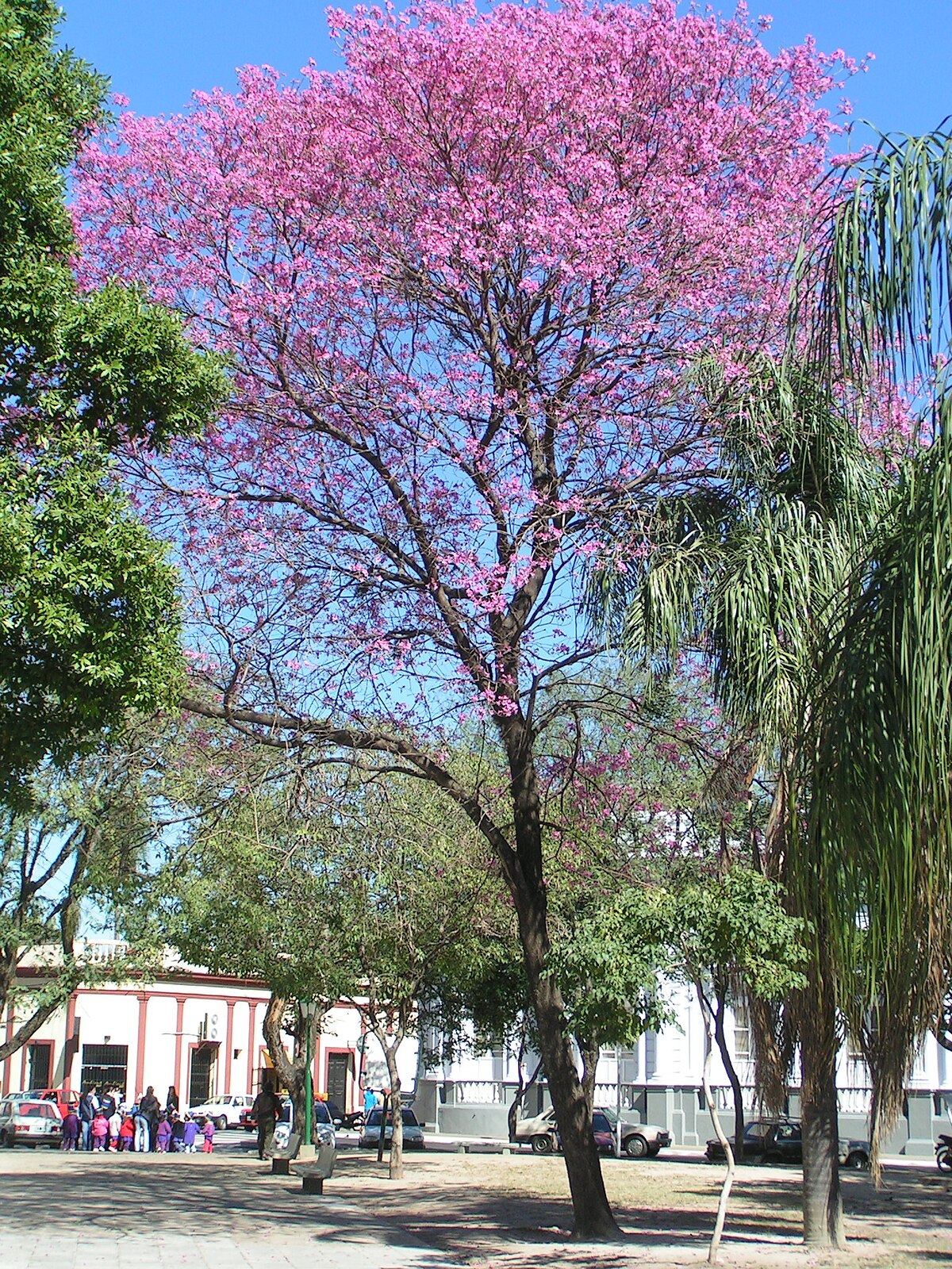 Lapacho