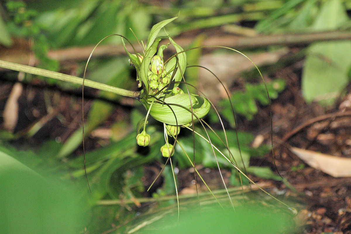 Tacca ankaranensis