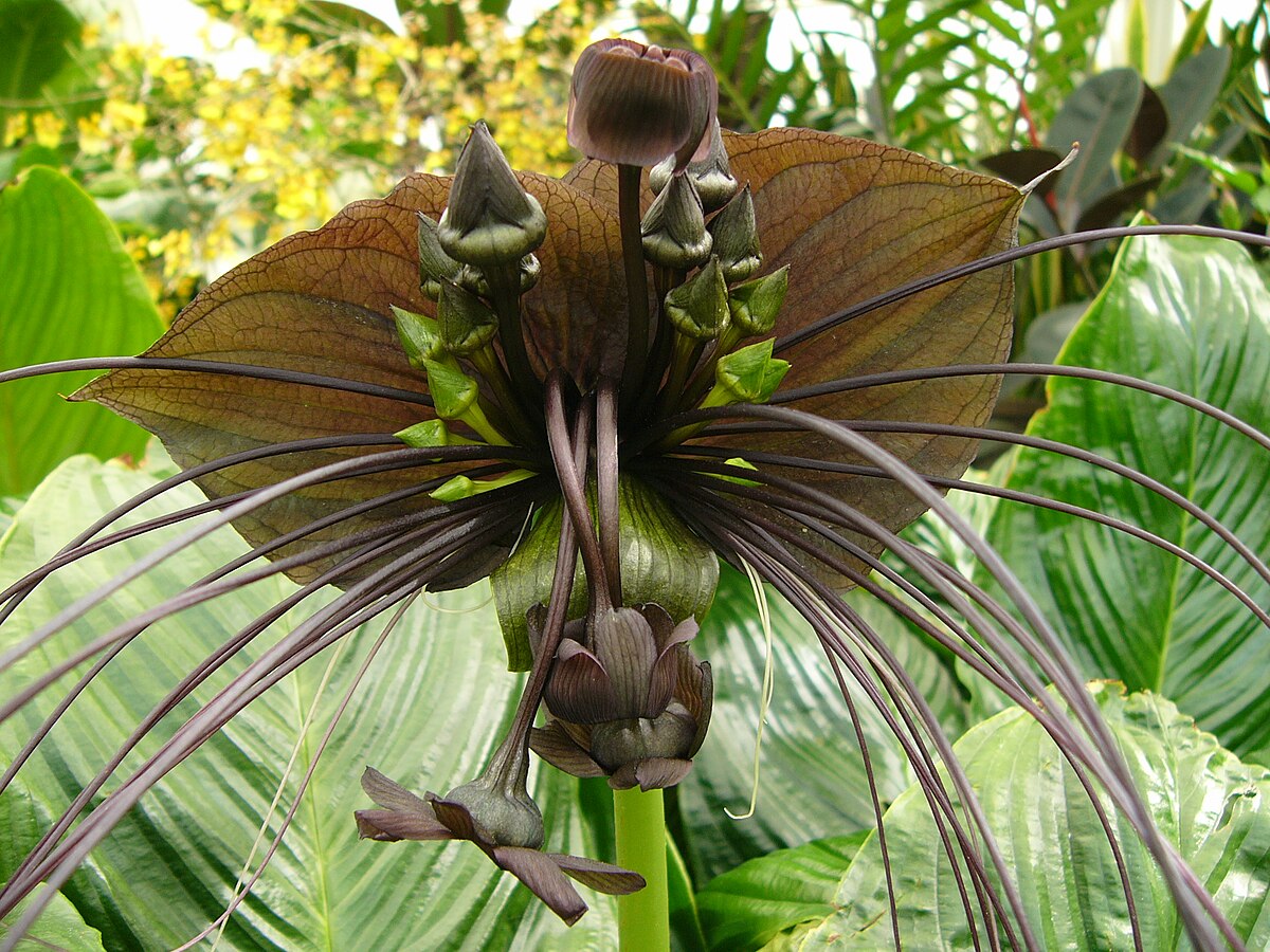 Tacca chantrieri