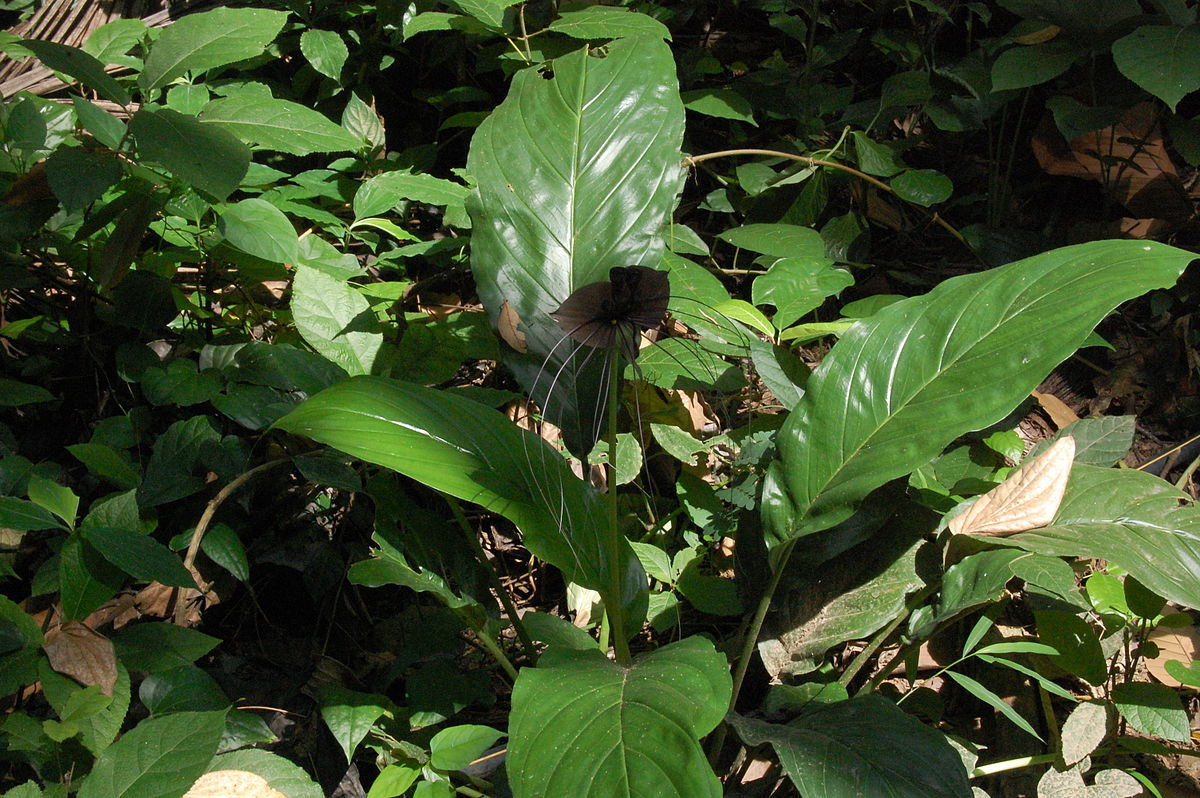 Tacca chantrieri