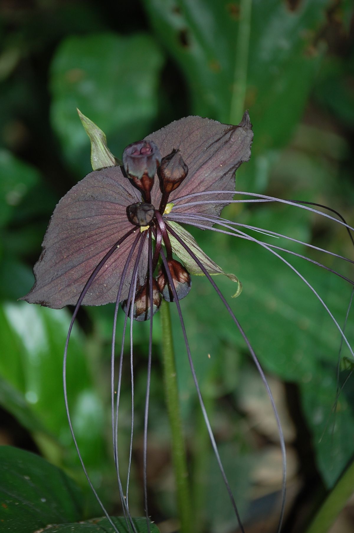Tacca