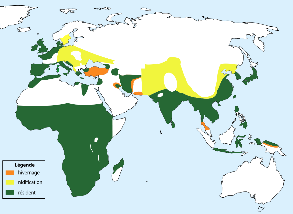 Répartition de Tachybaptus ruficollis