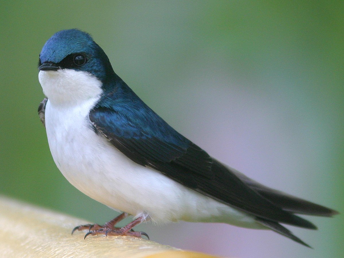 Hirondelle bicolore