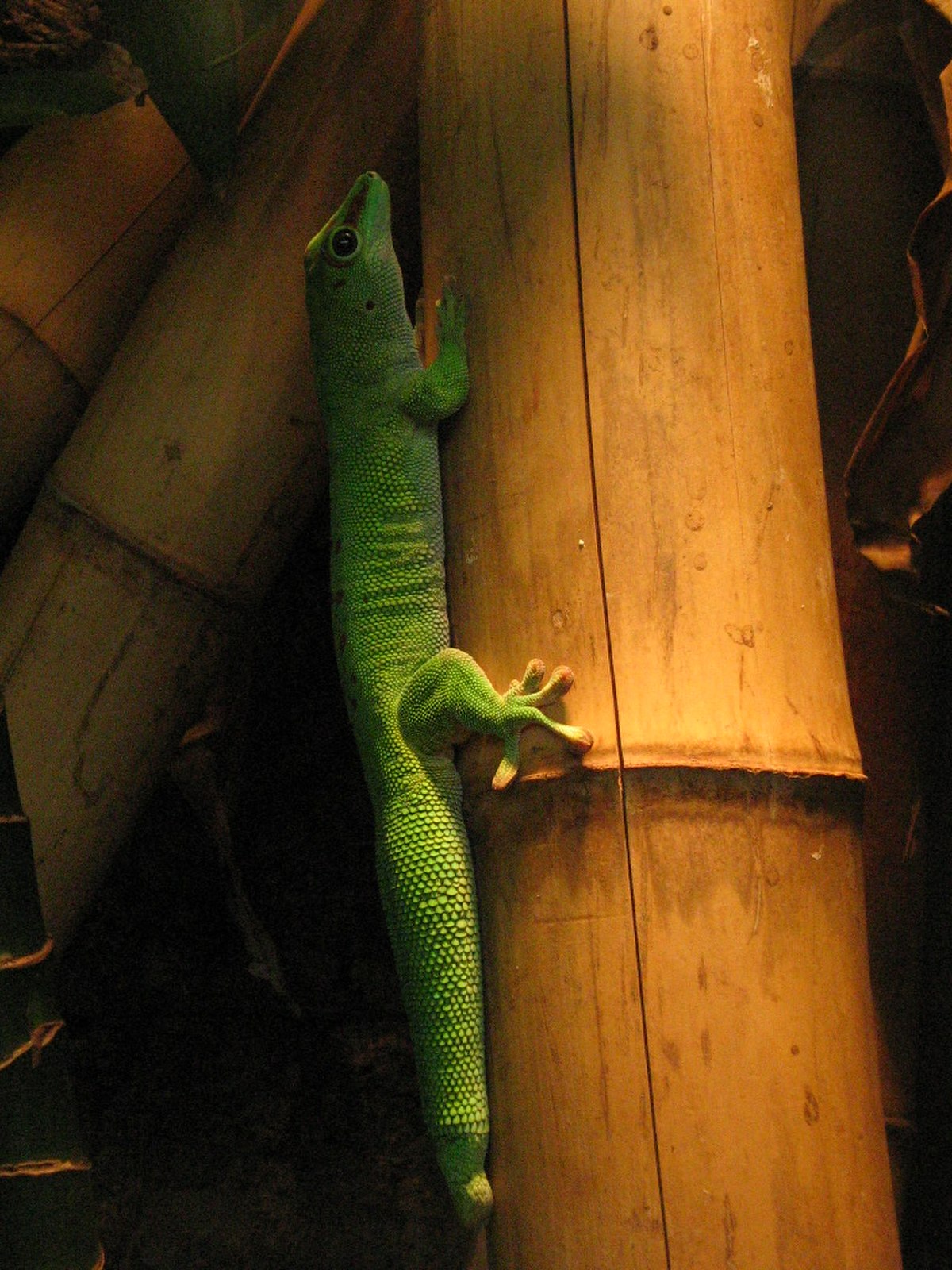 Phelsuma