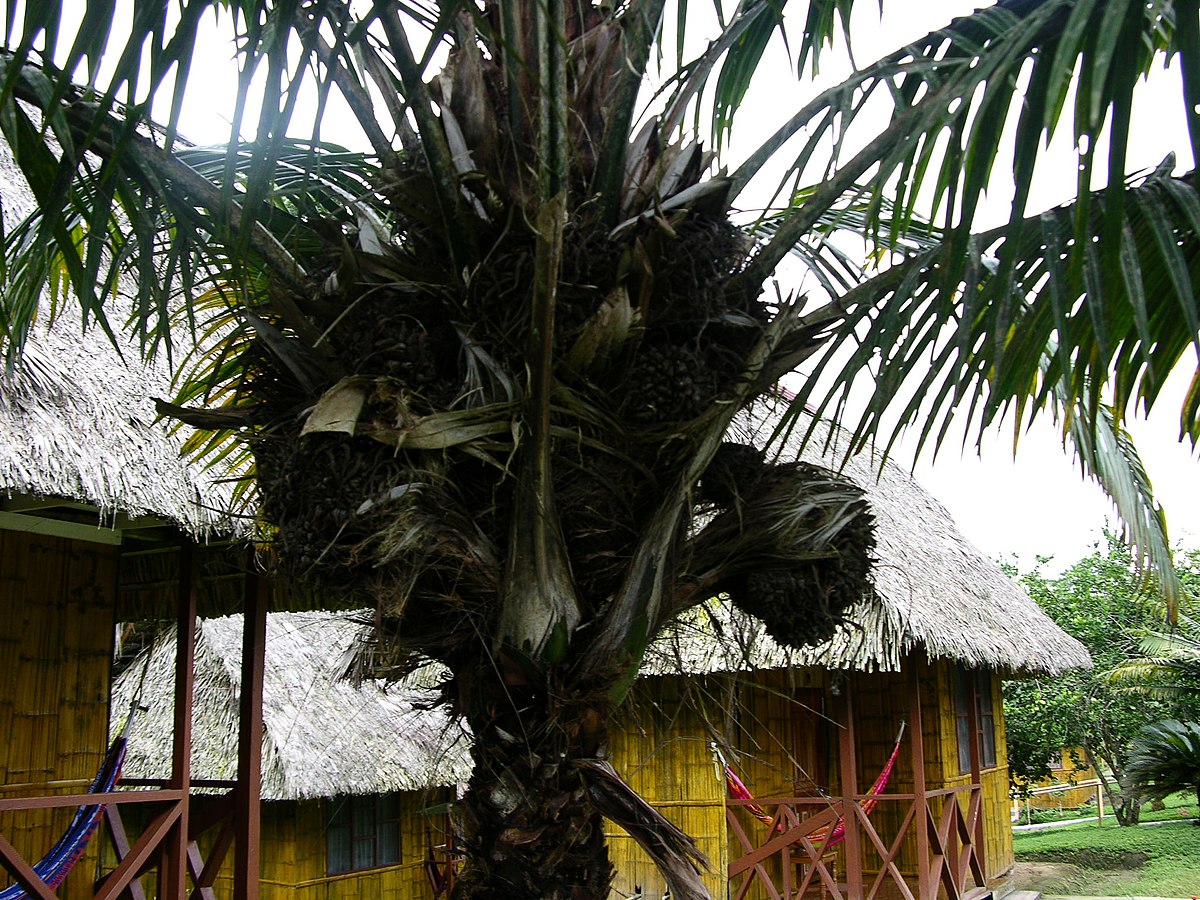 Phytelephas