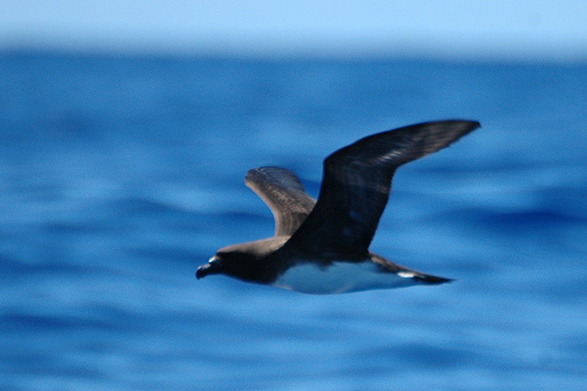 Pétrel de Tahiti