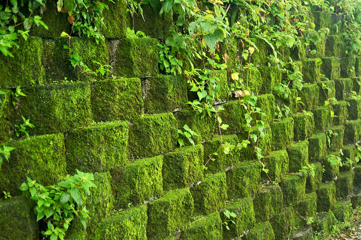 Taiwan 2009 JinGuaShi Historic Gold Mine Moss Covered Retaining Wall FRD 8940.jpg