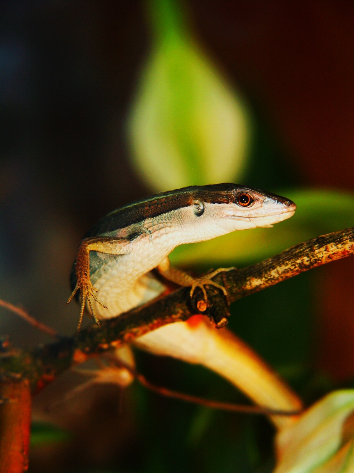 Takydromus