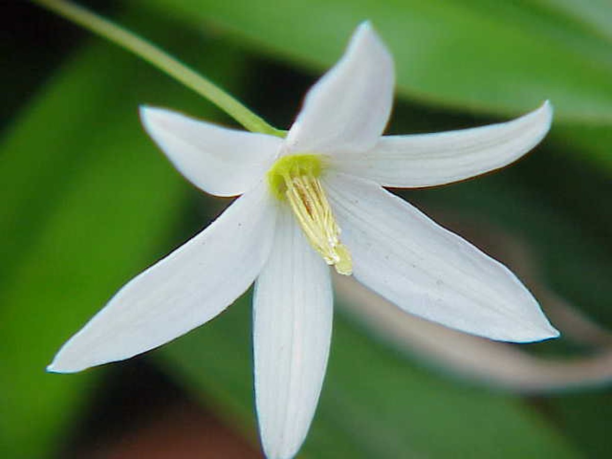 Velloziaceae