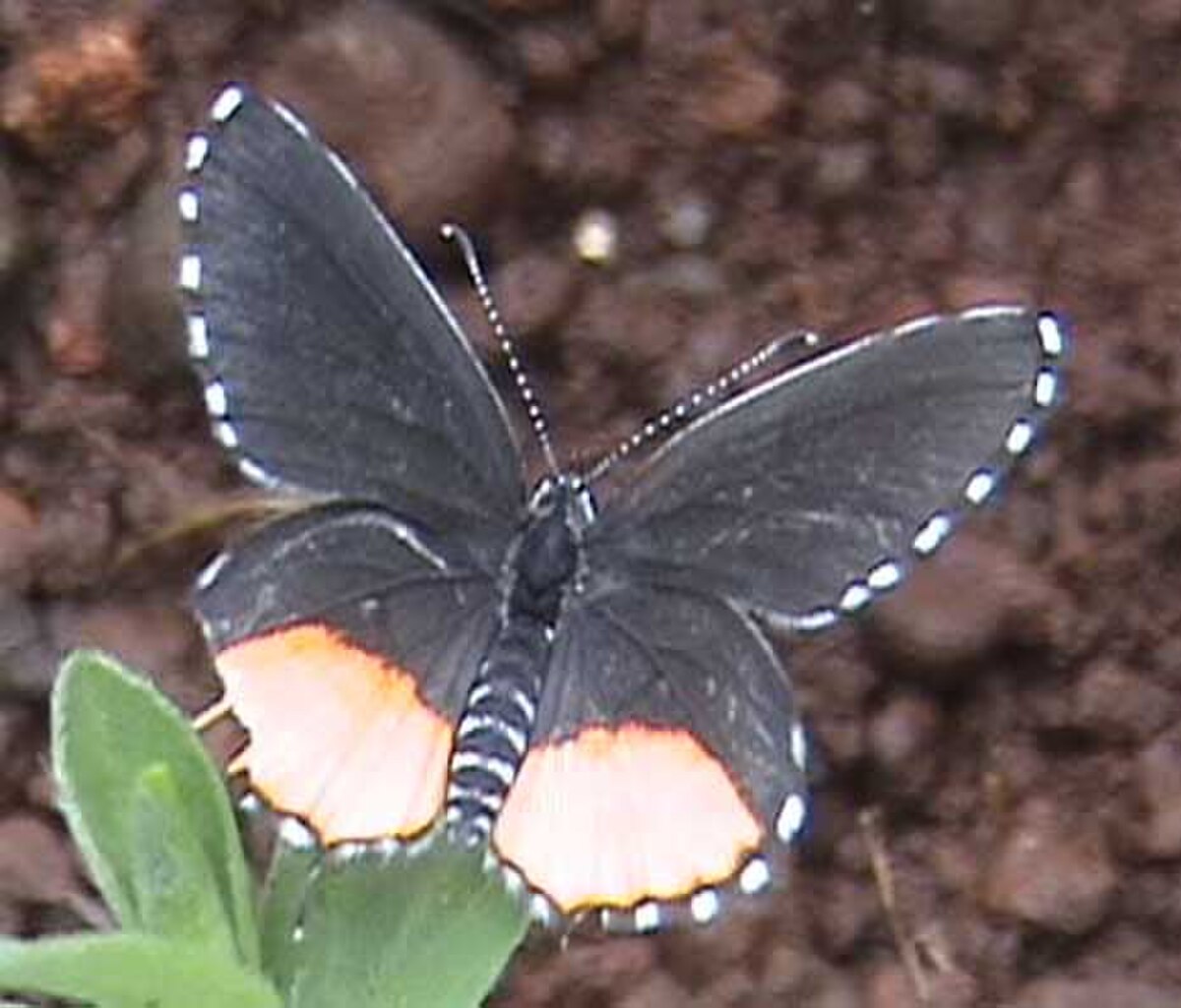 Talicada nyseus