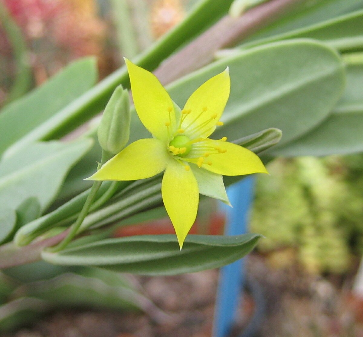 Talinaceae