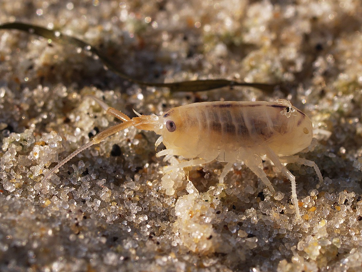 Talitridae