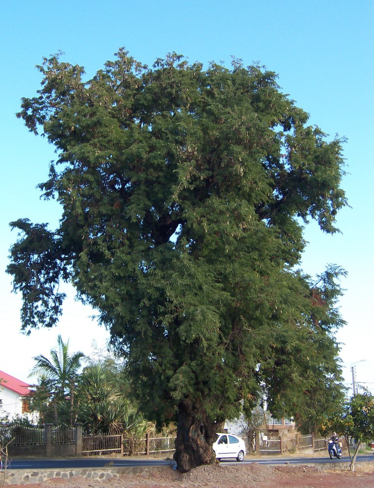 Tamarinier