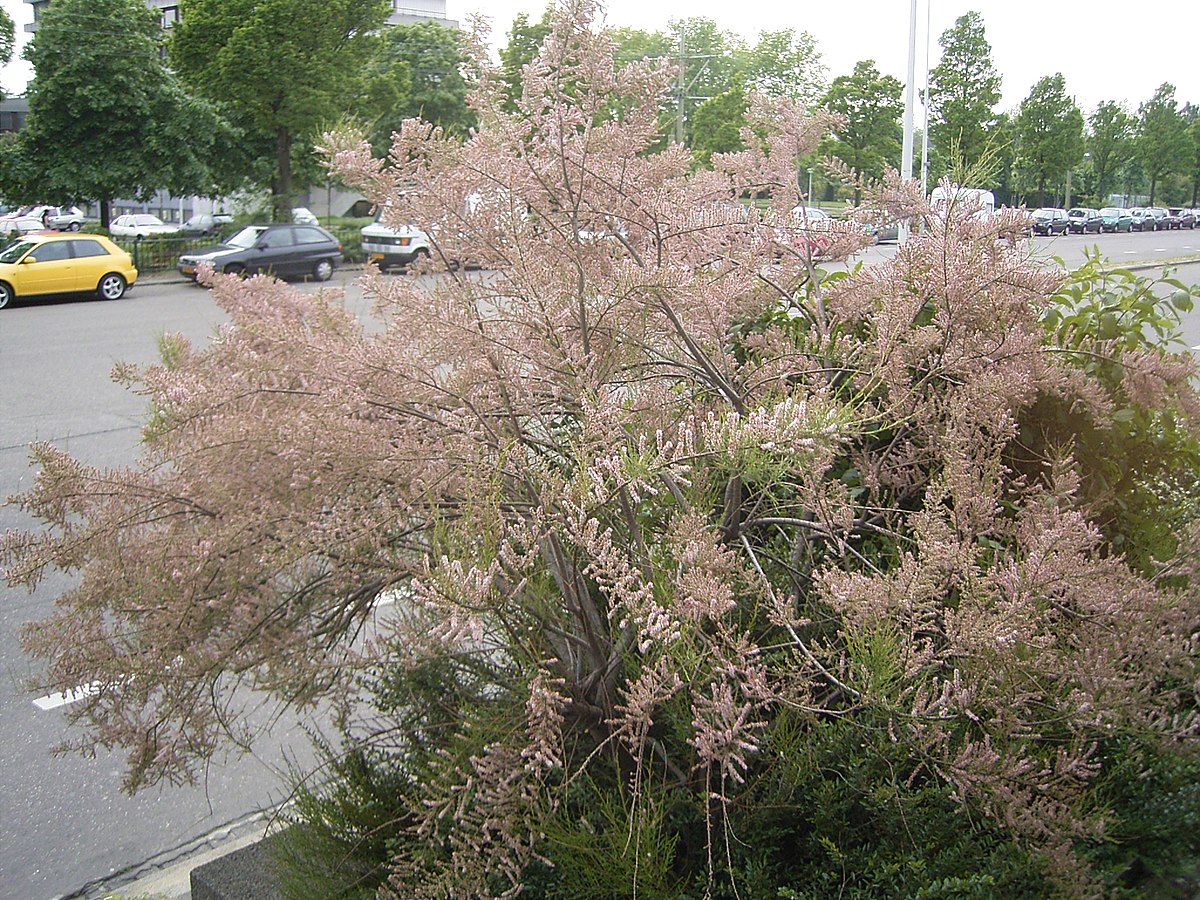 Tamaricaceae