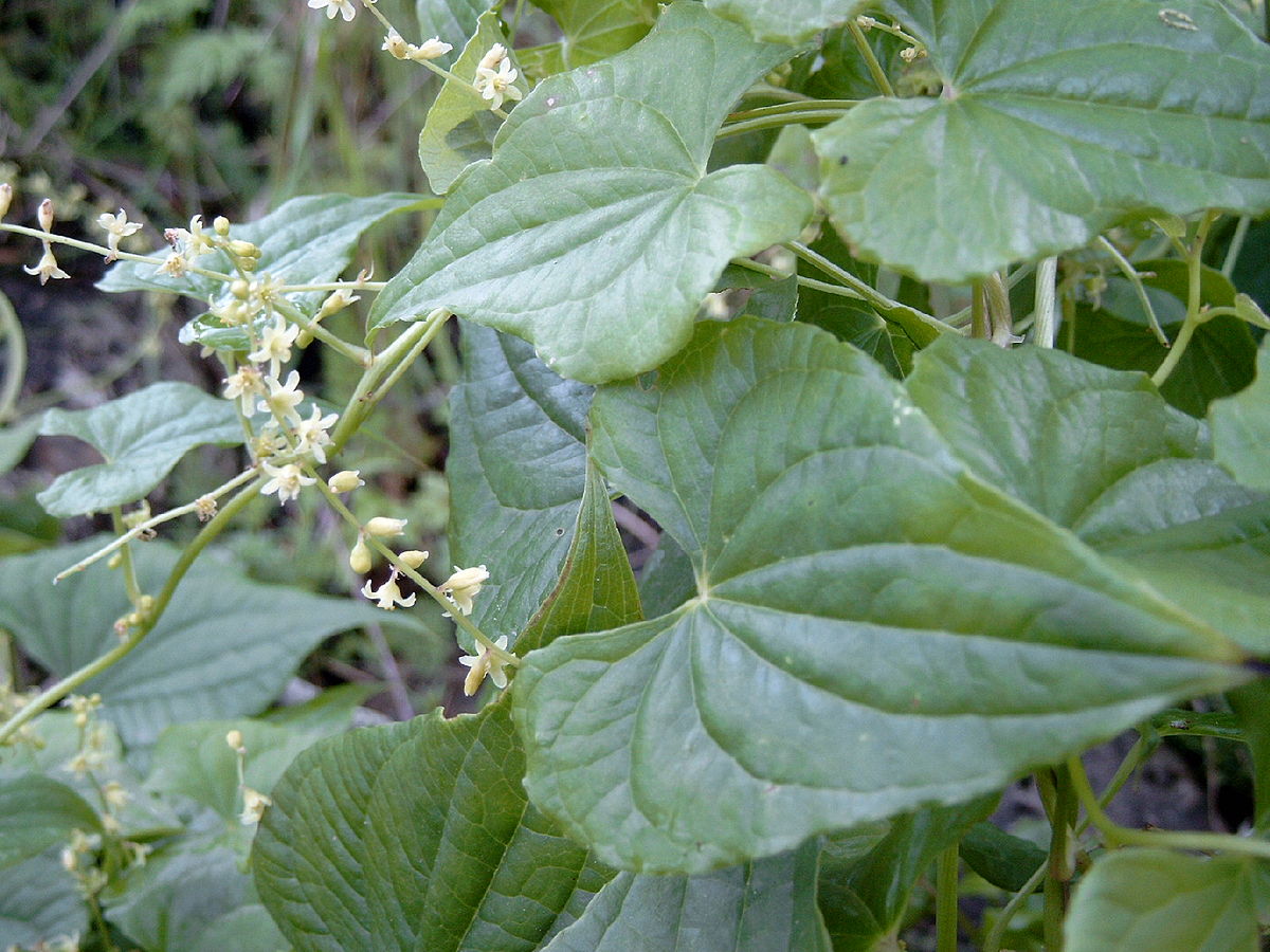 Fleurs et feuilles