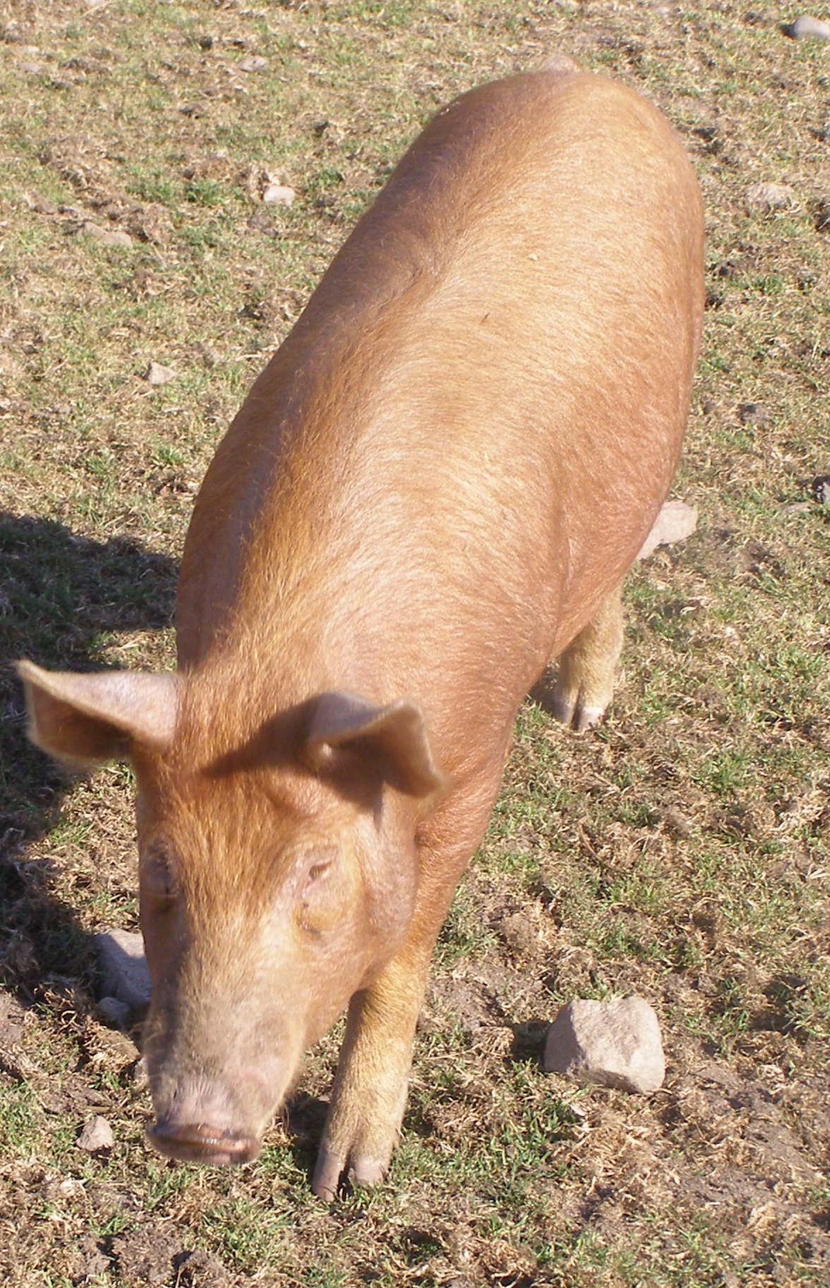 Tamworth (race porcine)