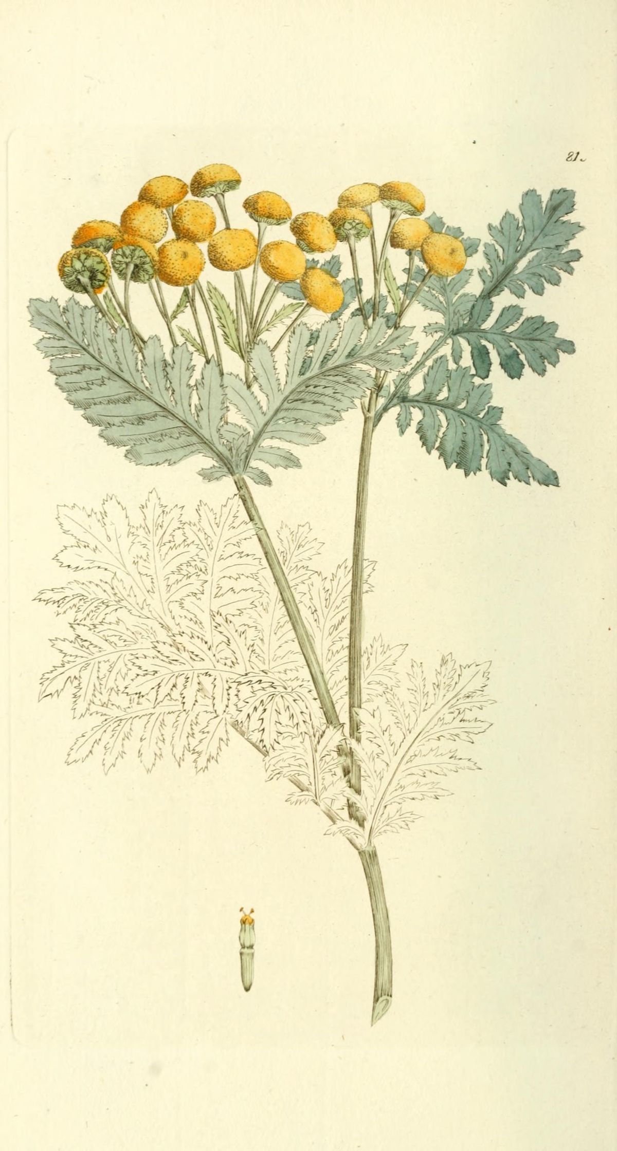 Tanacetum vulgare.jpg