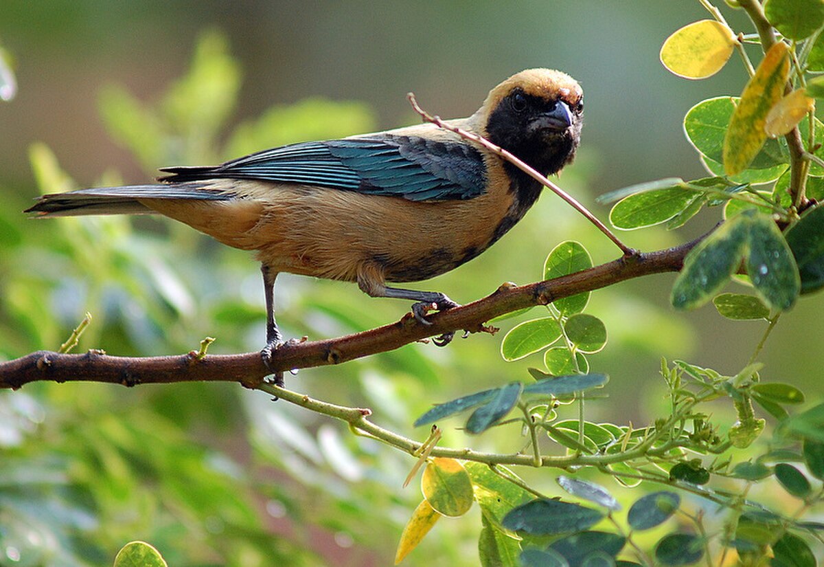 Tangara Cayana2.jpg