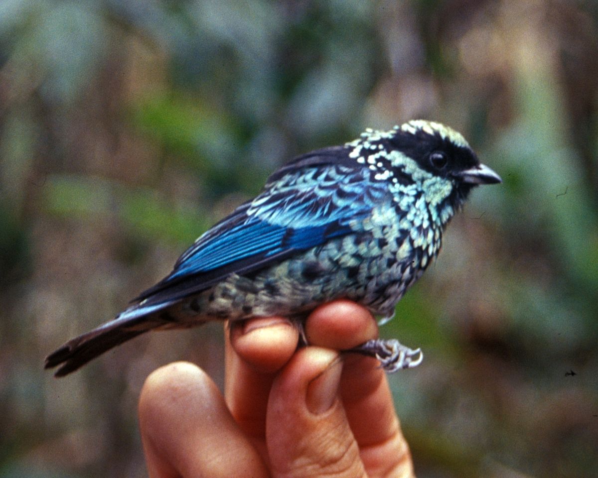 Calliste béryl