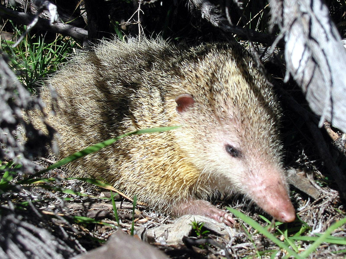 Tenrecidae