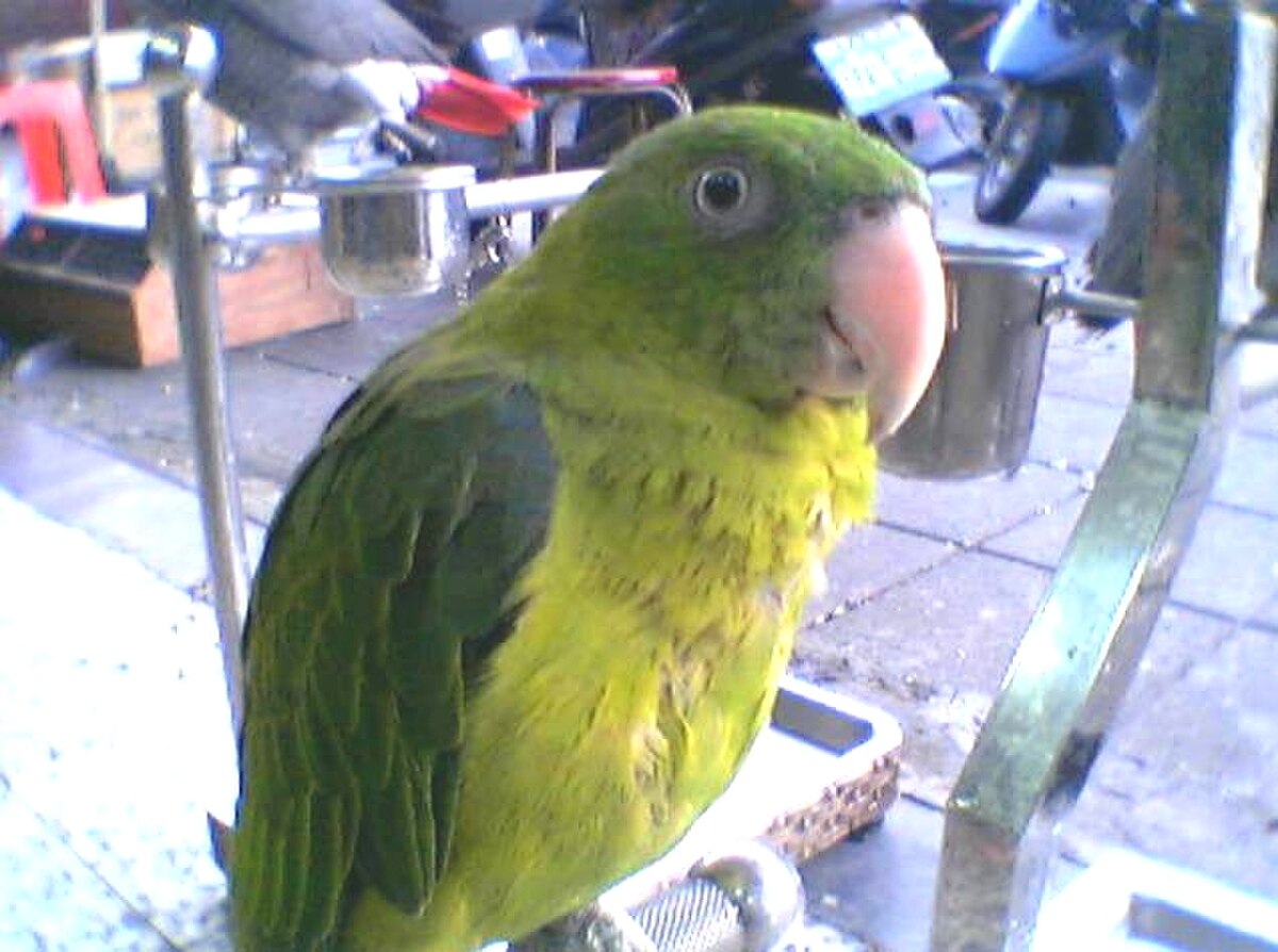 Perruche de Müller