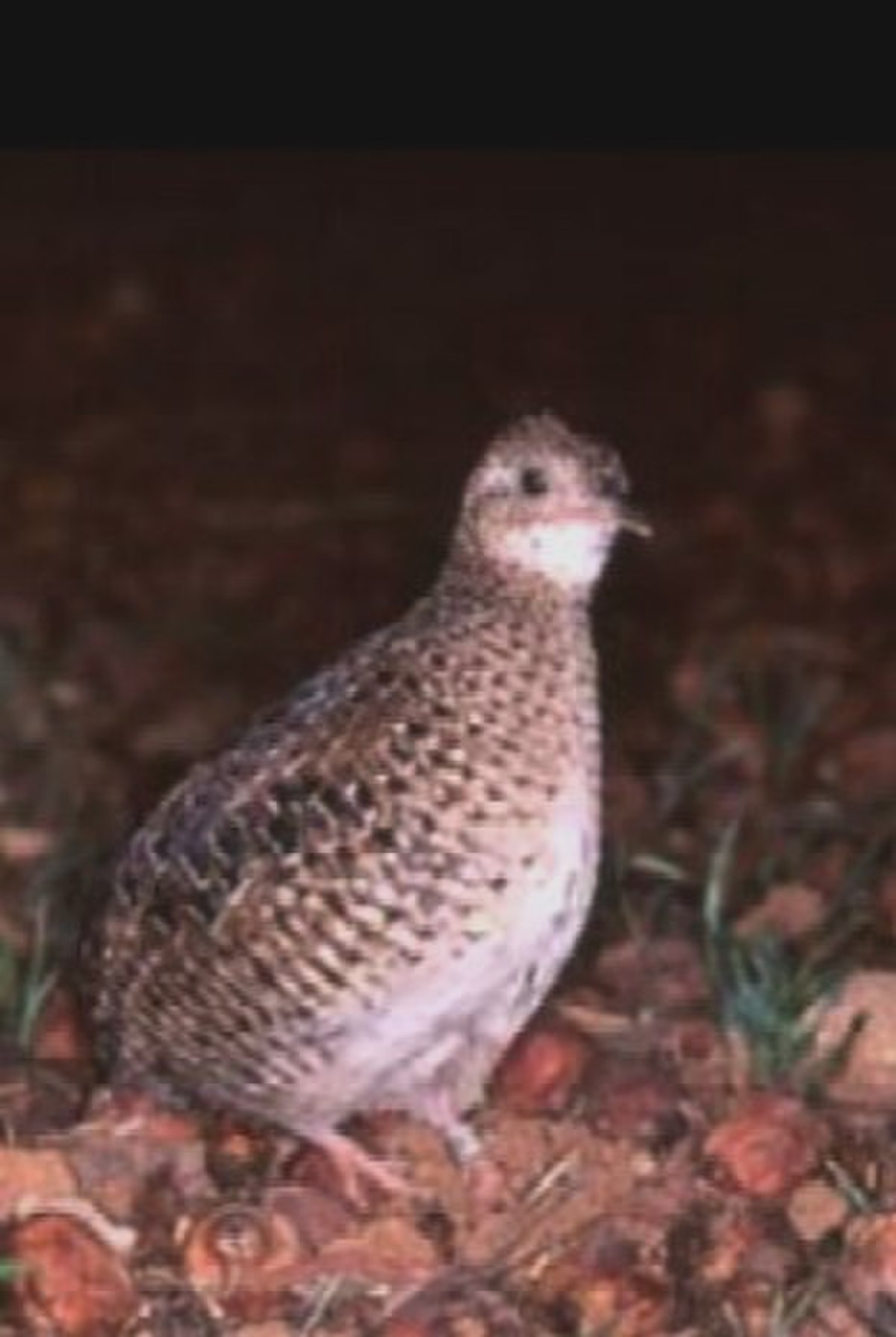 Tinamou carapé