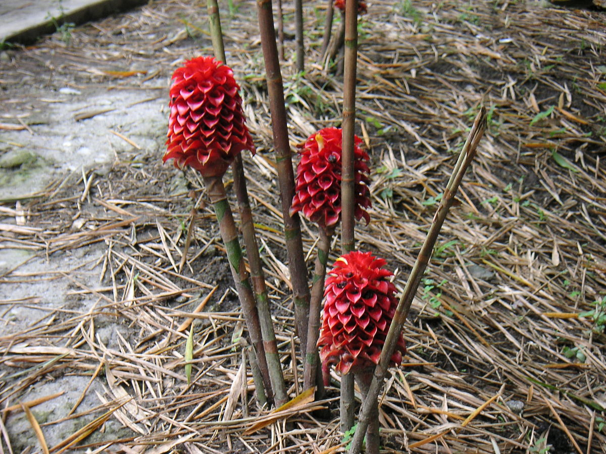 Tapeinochilos