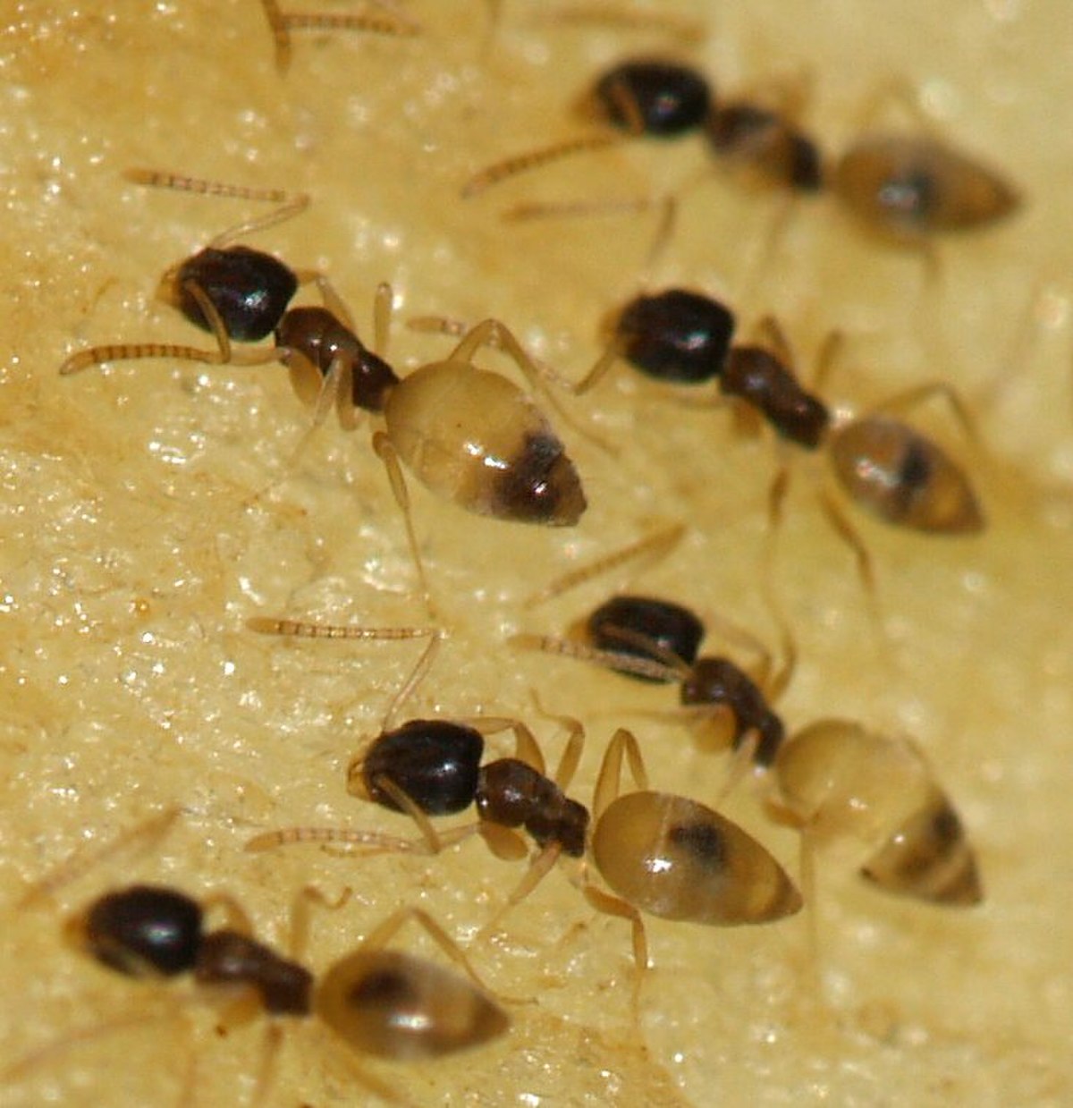 Dolichoderinae