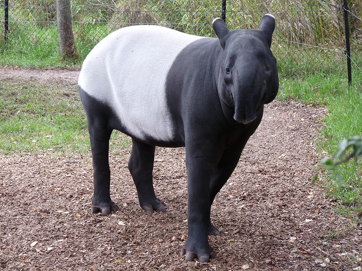 Tapir de Malaisie