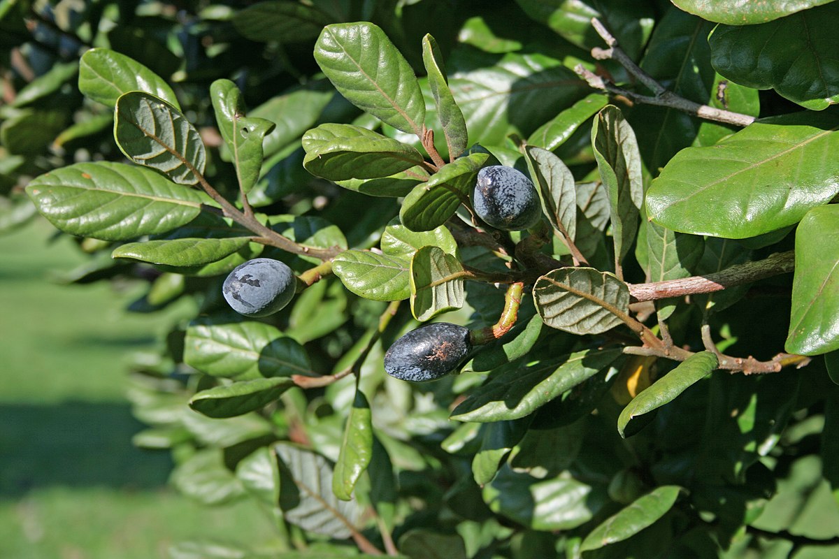 Beilschmiedia
