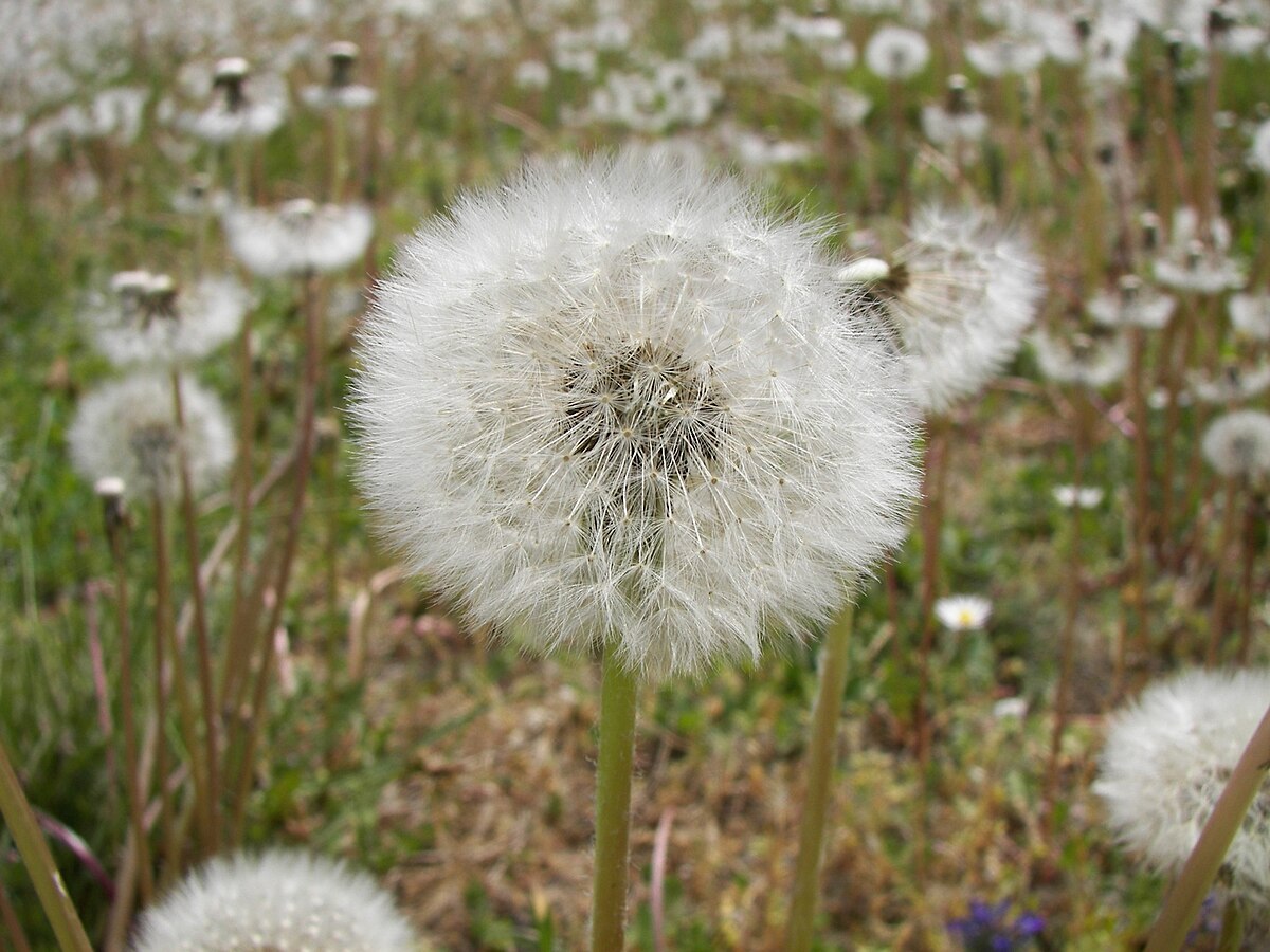 Taraxacum-00.jpg