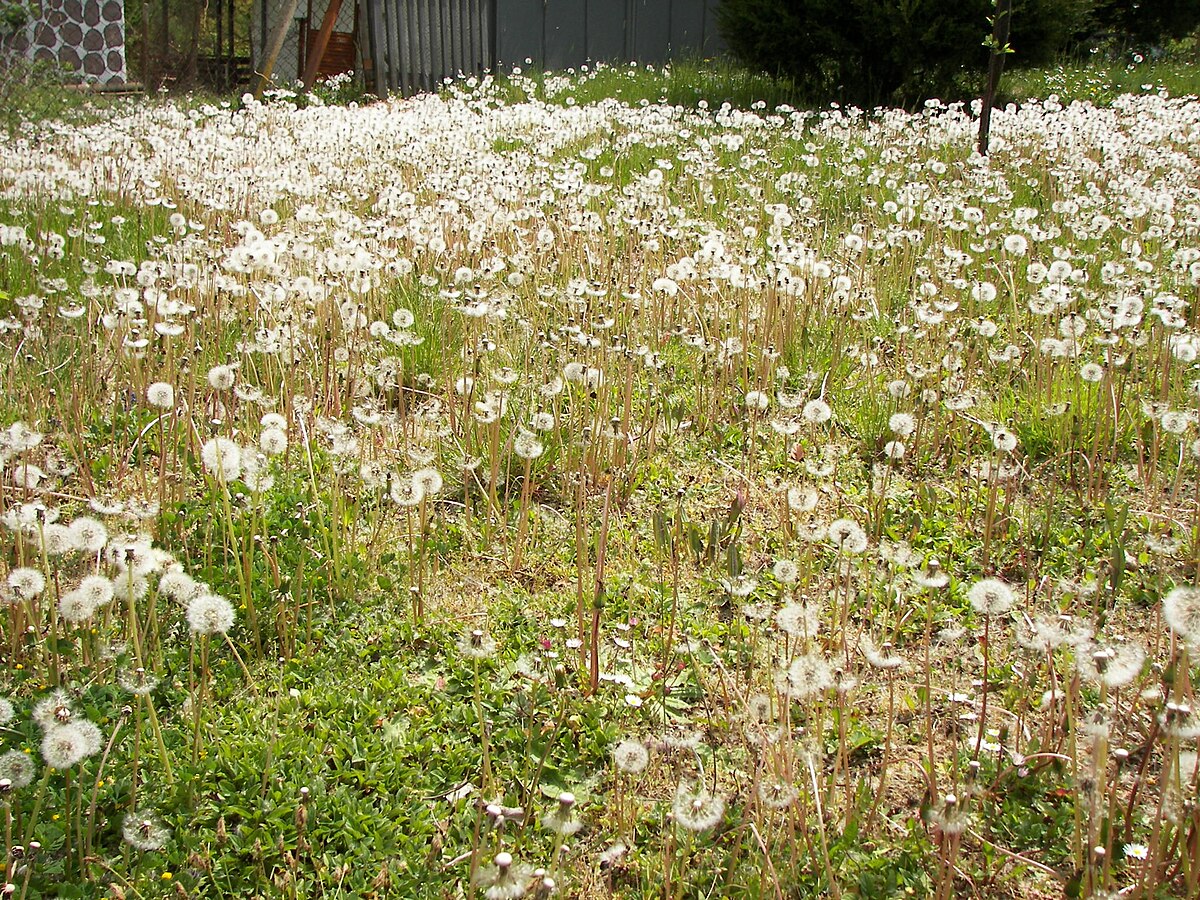 Taraxacum-01.jpg