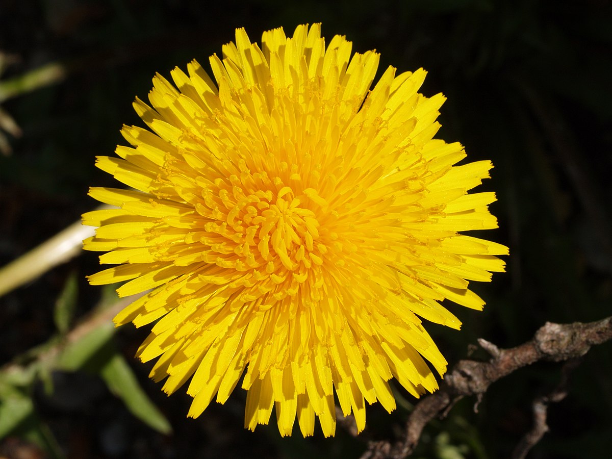 Taraxacum