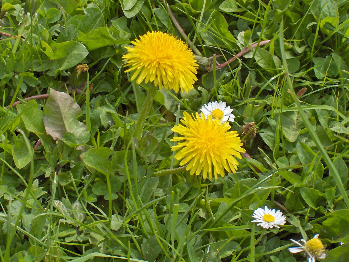 Taraxacum officinale(01).jpg