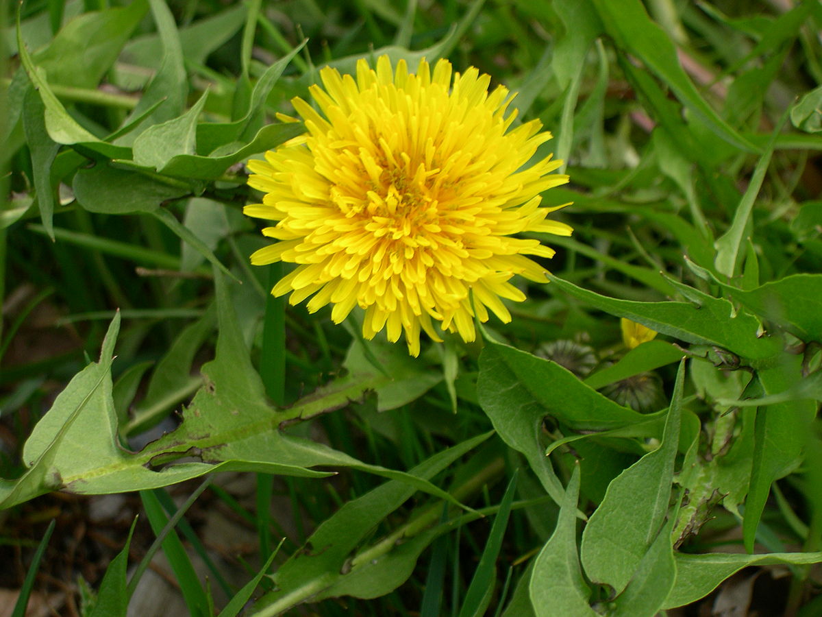 Taraxacum officinale Weber.JPG