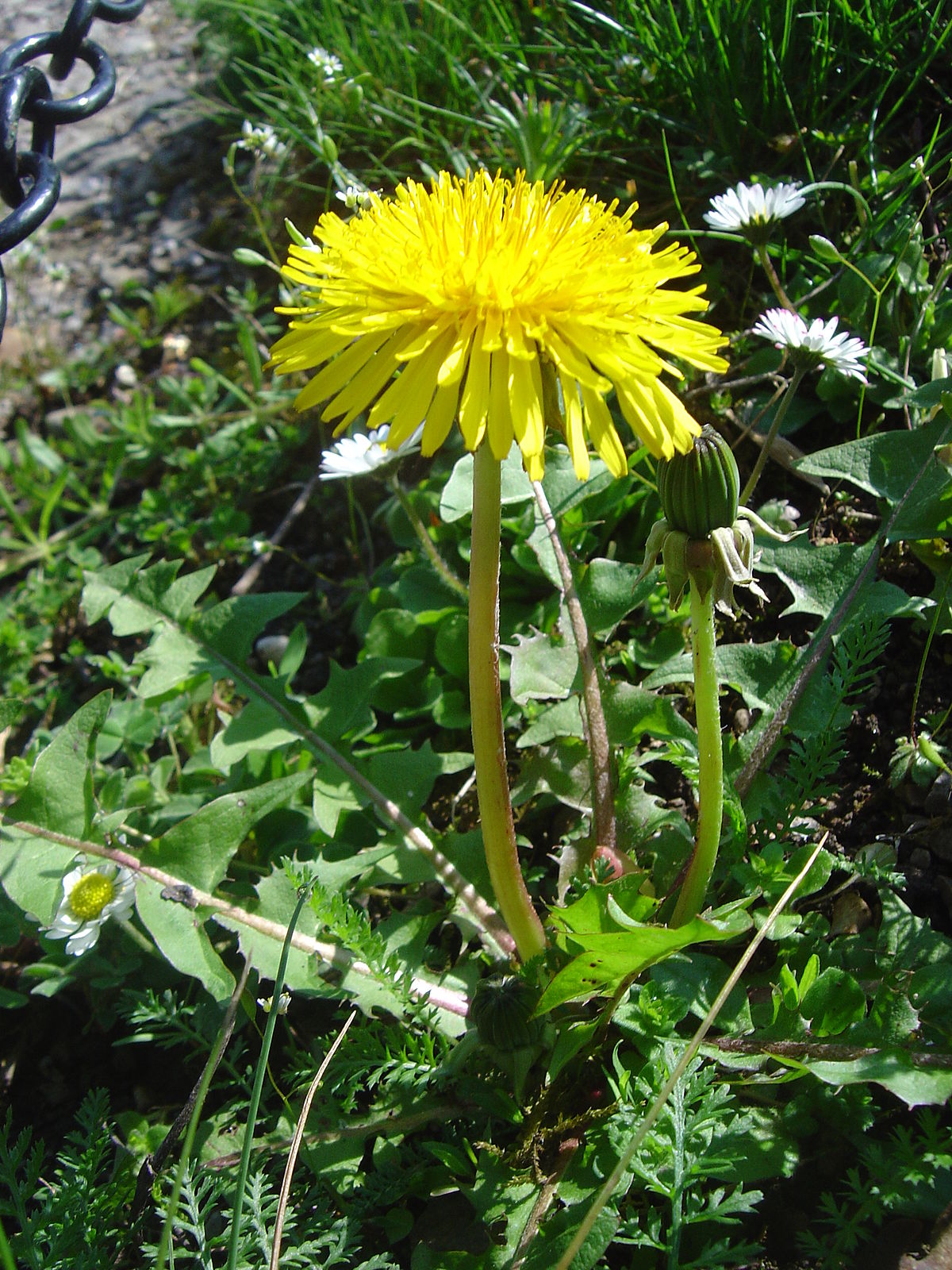 Taraxacum section Ruderalia