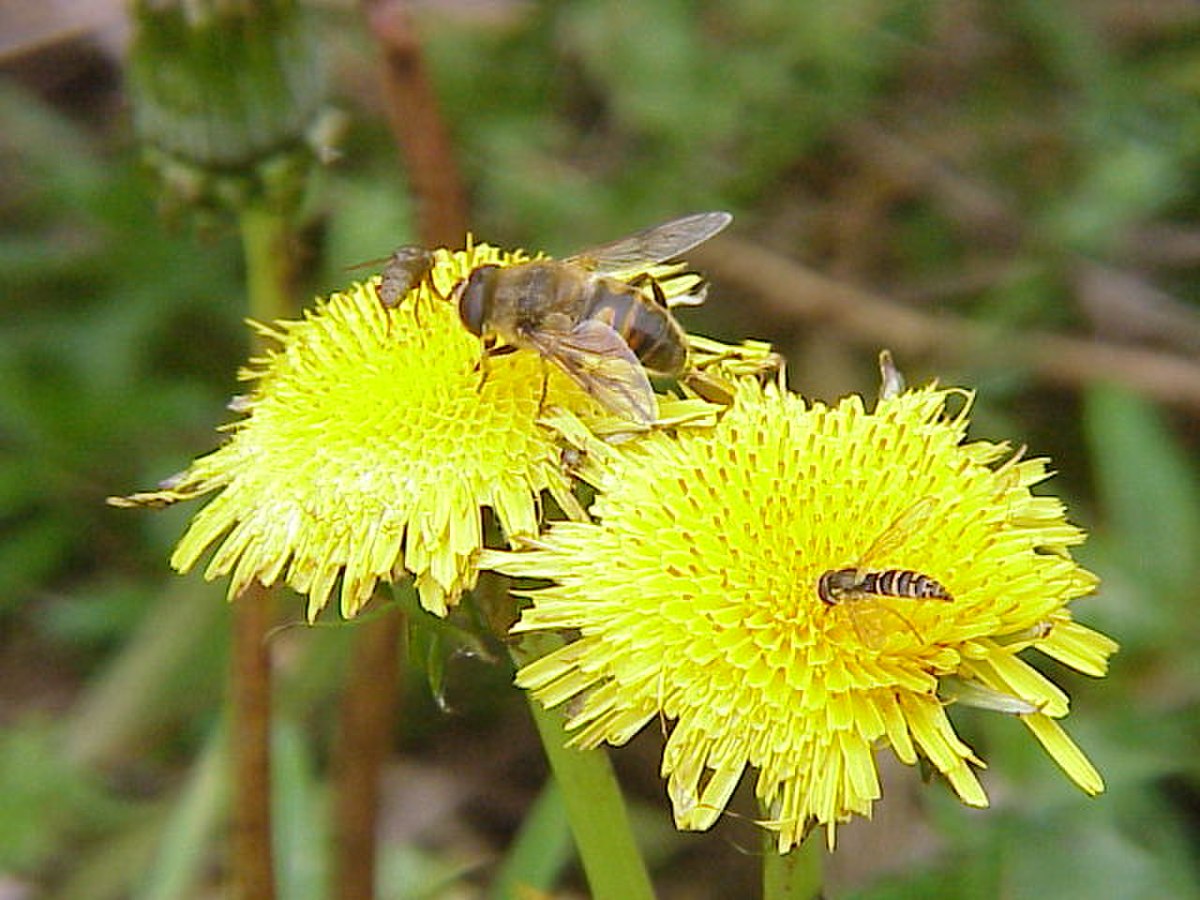 Taraxacum officinalis0.jpg