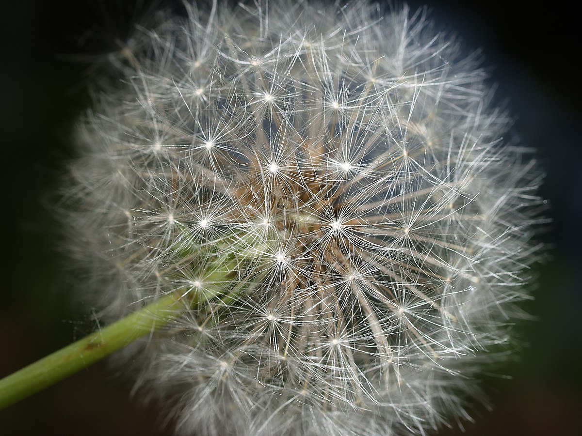 Taraxacum seed 1.jpg