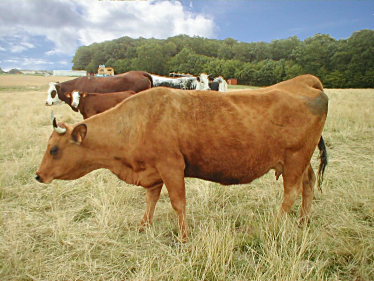 Tarentaise (race bovine)