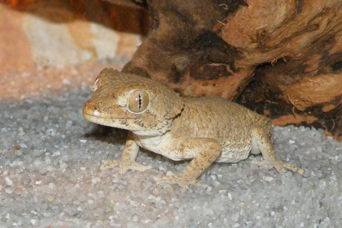Tarentola chazaliae