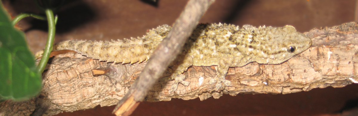 Tarente (animal)